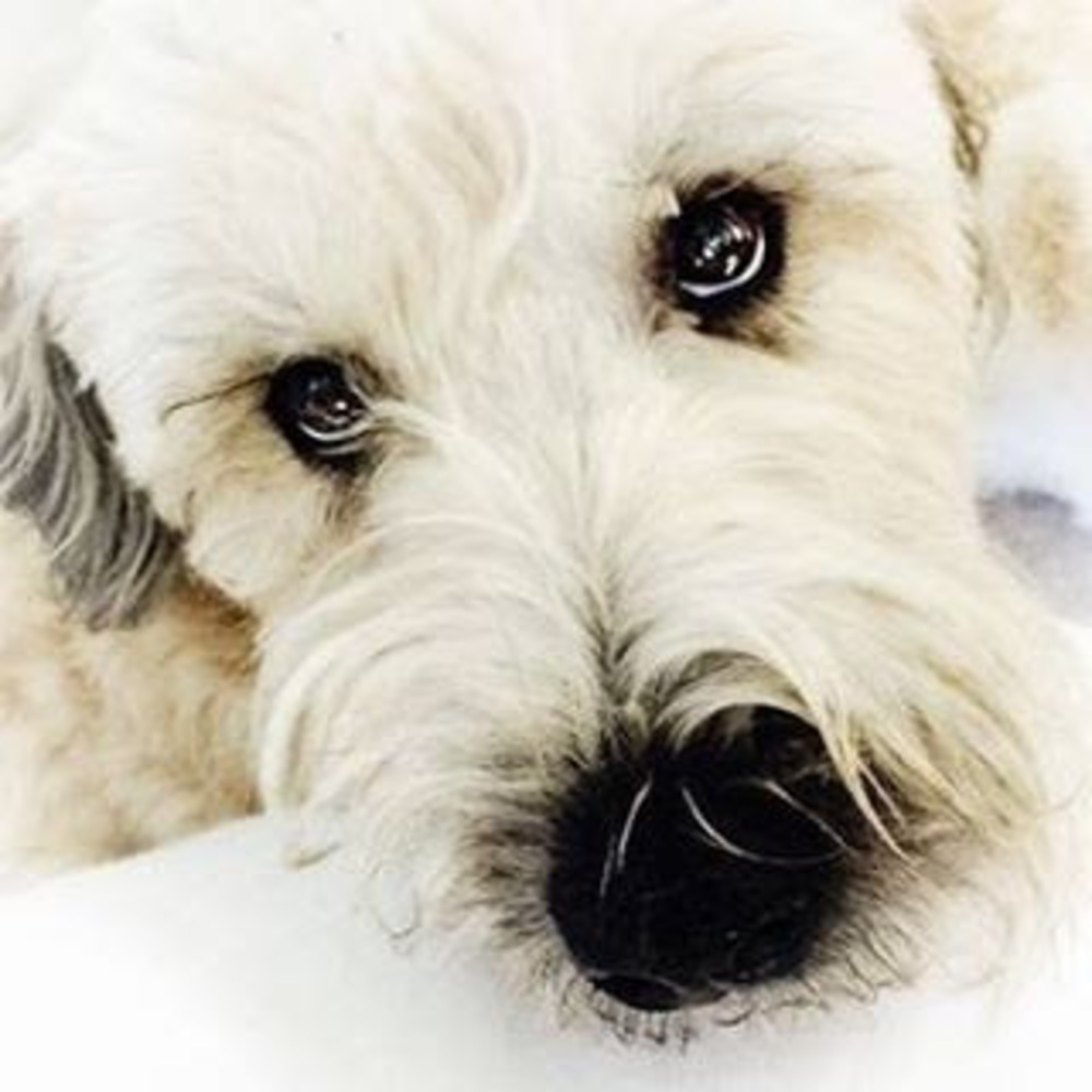 Meet your Posher, Kim